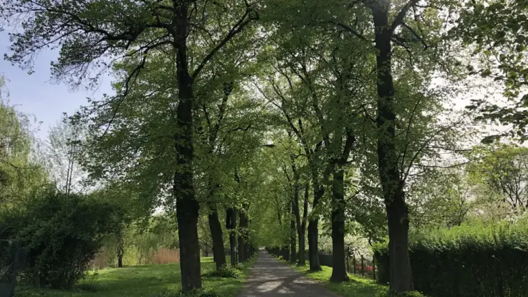 Wąska ścieżka prowadząca przez aleję wysokich, zielonych drzew w słoneczny, wiosenny dzień.